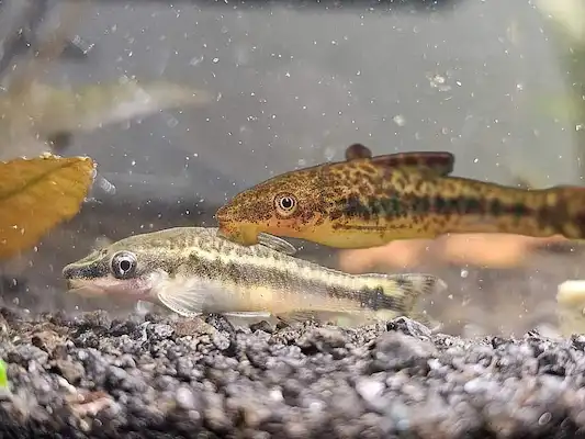 Group Of Otocinclus