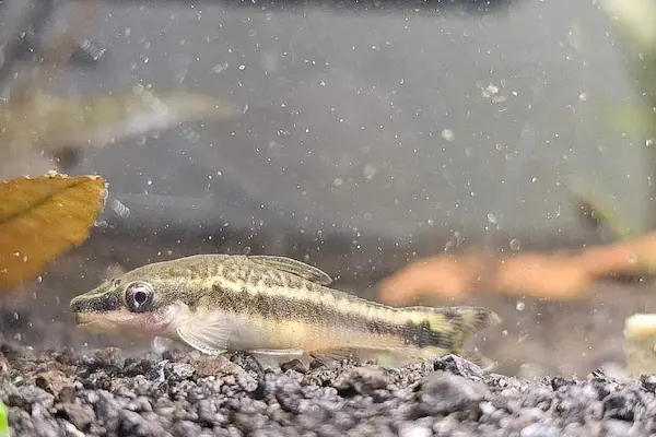 Otocinclus Catfish