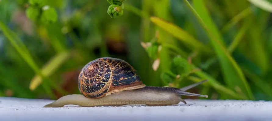 Ramshorn Snail In Aquarium