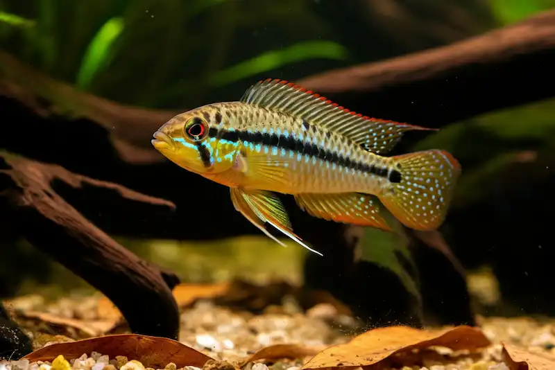 Apistogram Macmasteri Cichlid