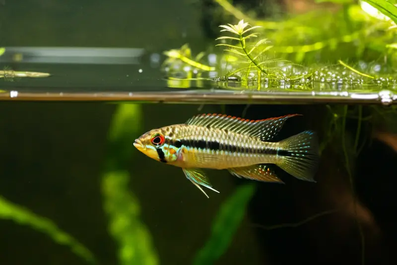 Apistogramma Macmasteri In Aquarium