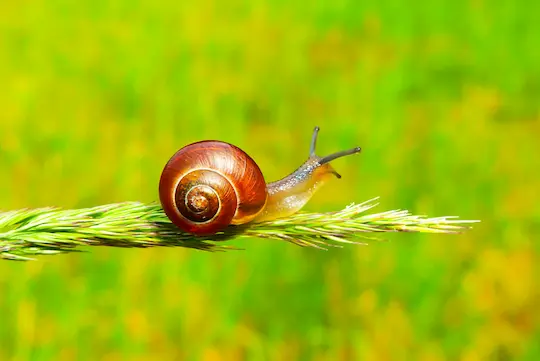 Ramshorn Snail On A Branch