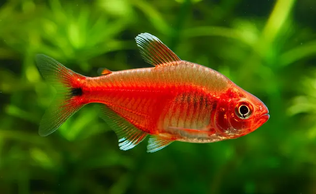 Red Phantom Fish