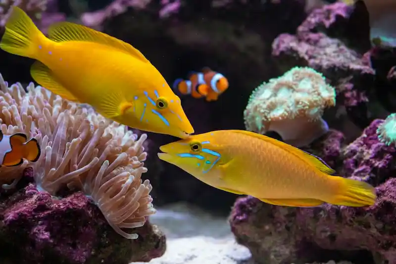 Yellow Coris Wrasse