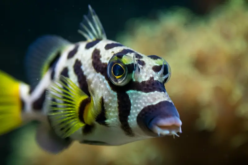 Canthigaster Valentini