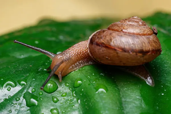 Ramshorn Snail Crawling On Leaf