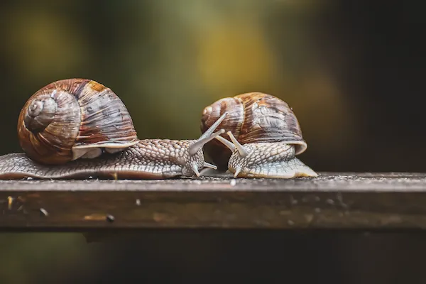 Ramshorn Snail Reproduction