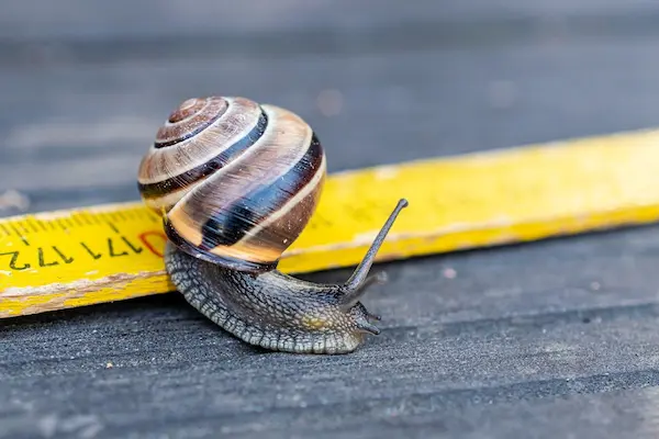 Ramshorn Snail Size