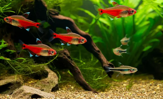 Red Phantom Fish