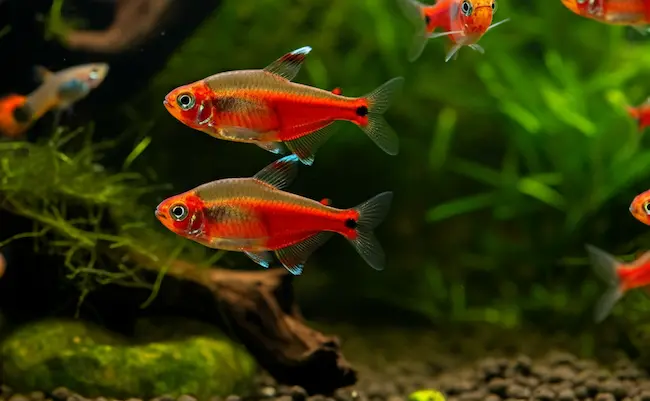 Red Phantom Fish