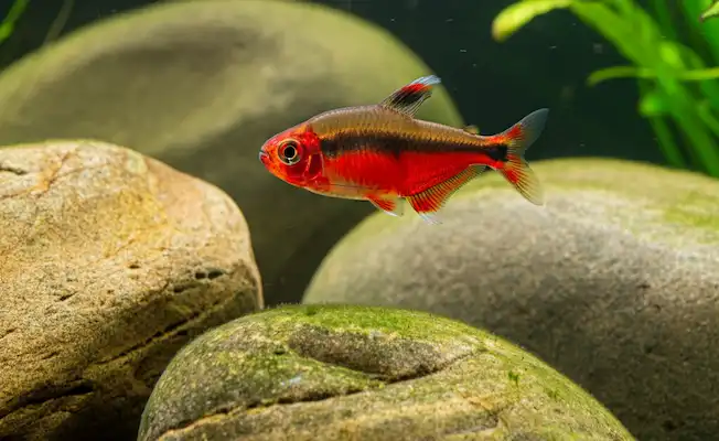 Red Phantom Fish