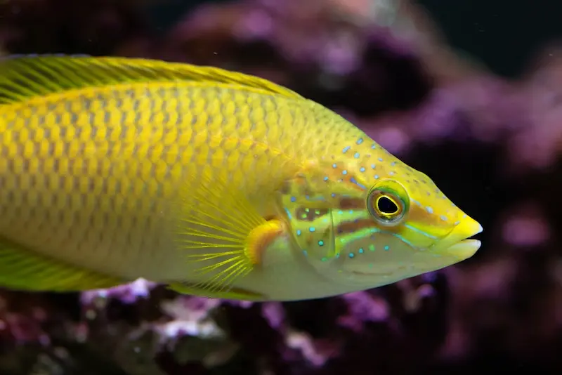 Yellow Coris Wrasse