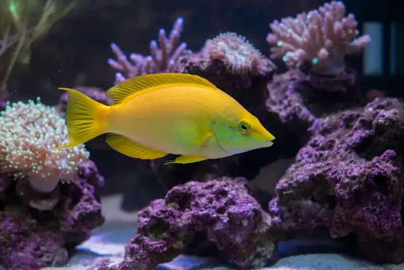 Yellow Coris Wrasse