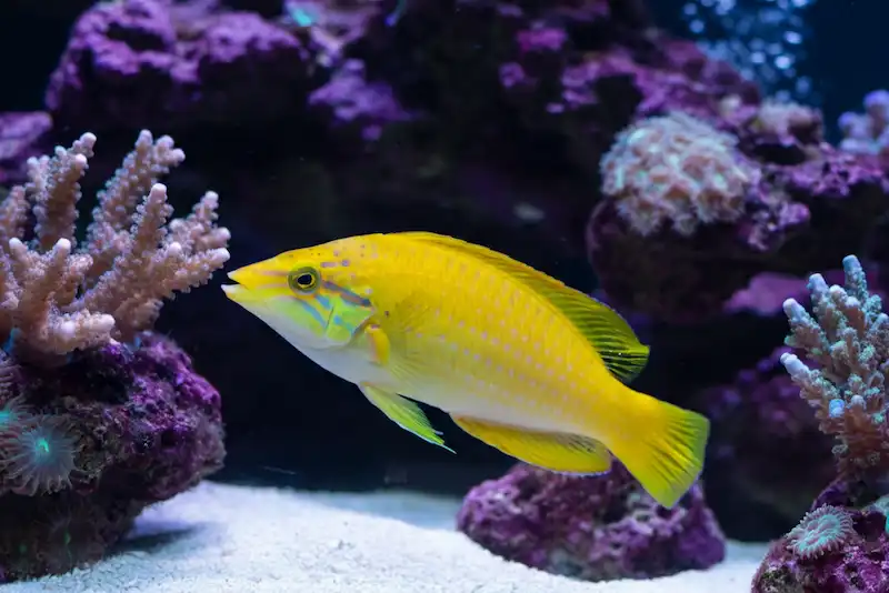 Yellow Coris Wrasse