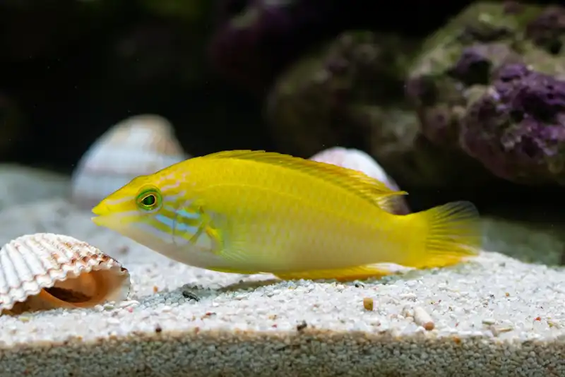 Yellow Wrasse